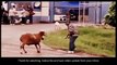 Best Public Animal Attack Funny Animal Attack Video