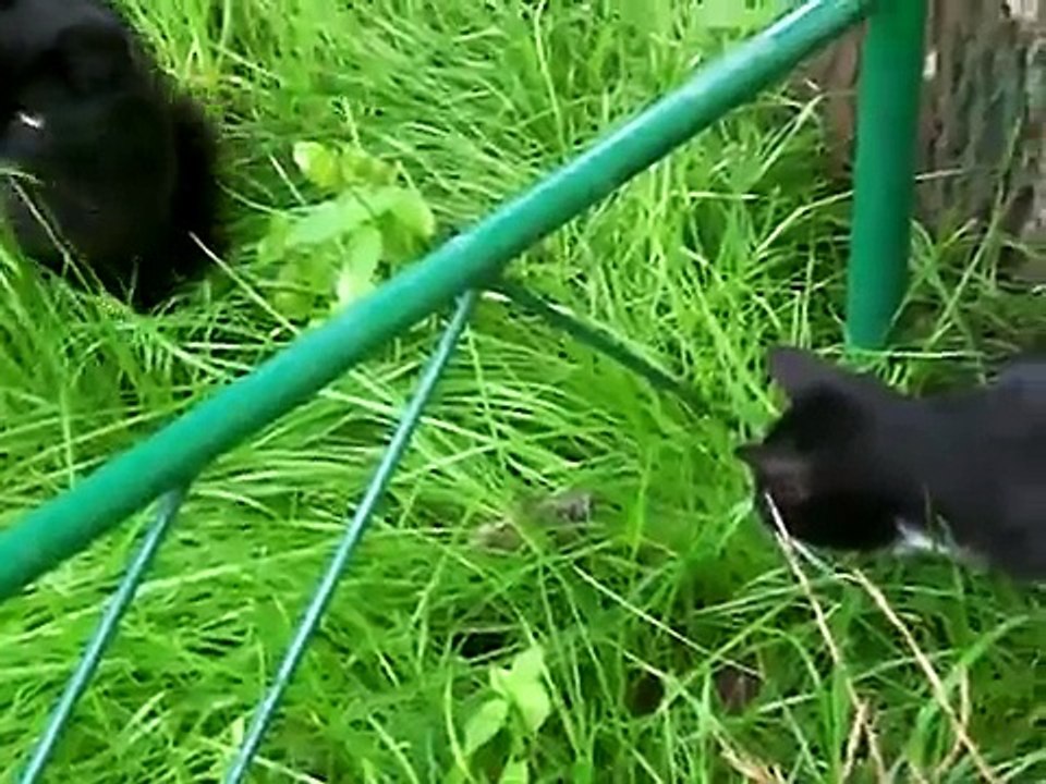 Крыса держит в страхе нескольких бывалых котов