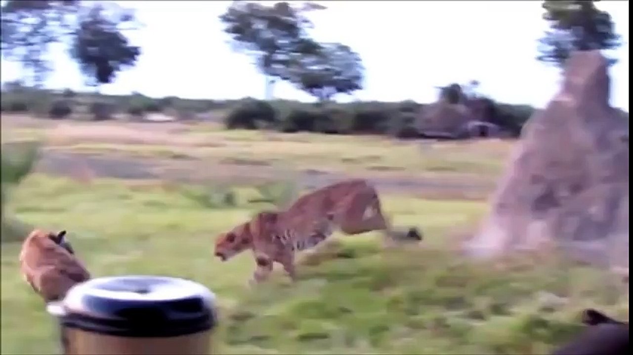 ---Cheetah Vs Hyena Real Fight - Amazing Videos