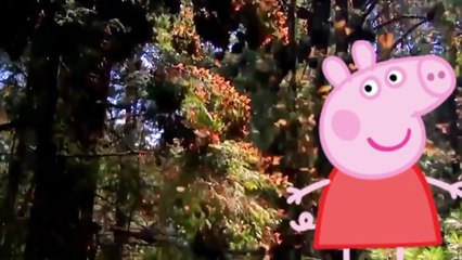 Peppa Pig Finger Family Song Collection | Peppa Pig Finger Family for Children