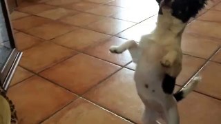 Chihuahua - Funny videos