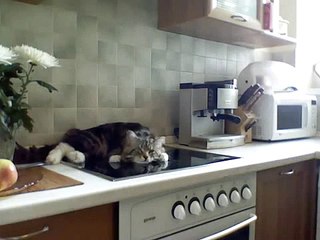 Смешной кот Никифор огрызается