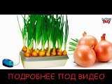 [Грядка луковое счастье отзывы]