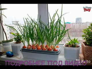 [Купить грядку луковое счастье]