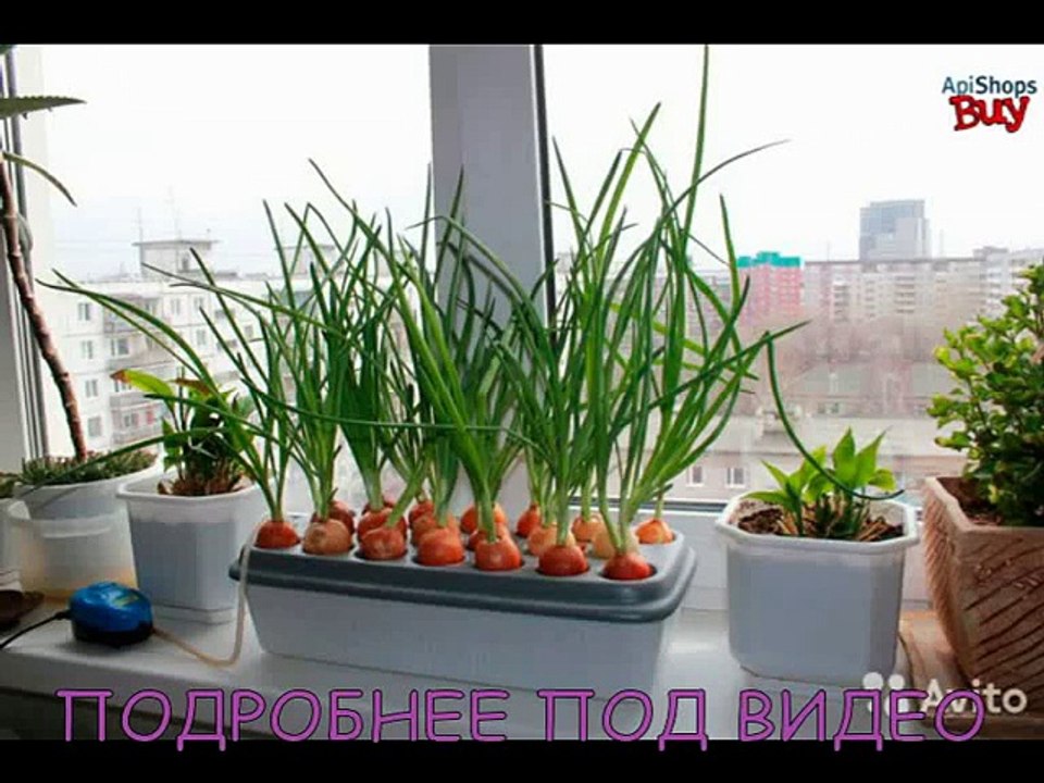 [Купить грядку луковое счастье]