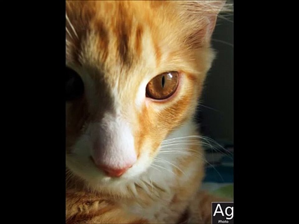 Harper fights Jax (funny) Cat vs. Dog