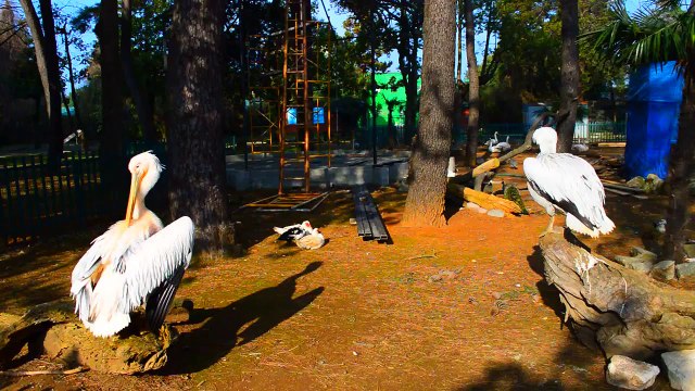 BATUMI NEW VIDEO - БАТУМИ НОВОЕ ВИДЕО