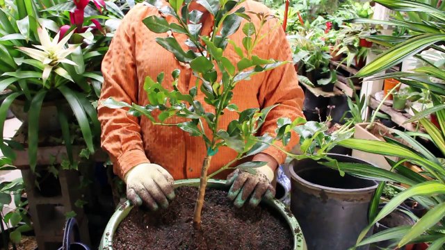 Gardening Help - How to Correctly Plant a Citrus Tree in a Pot