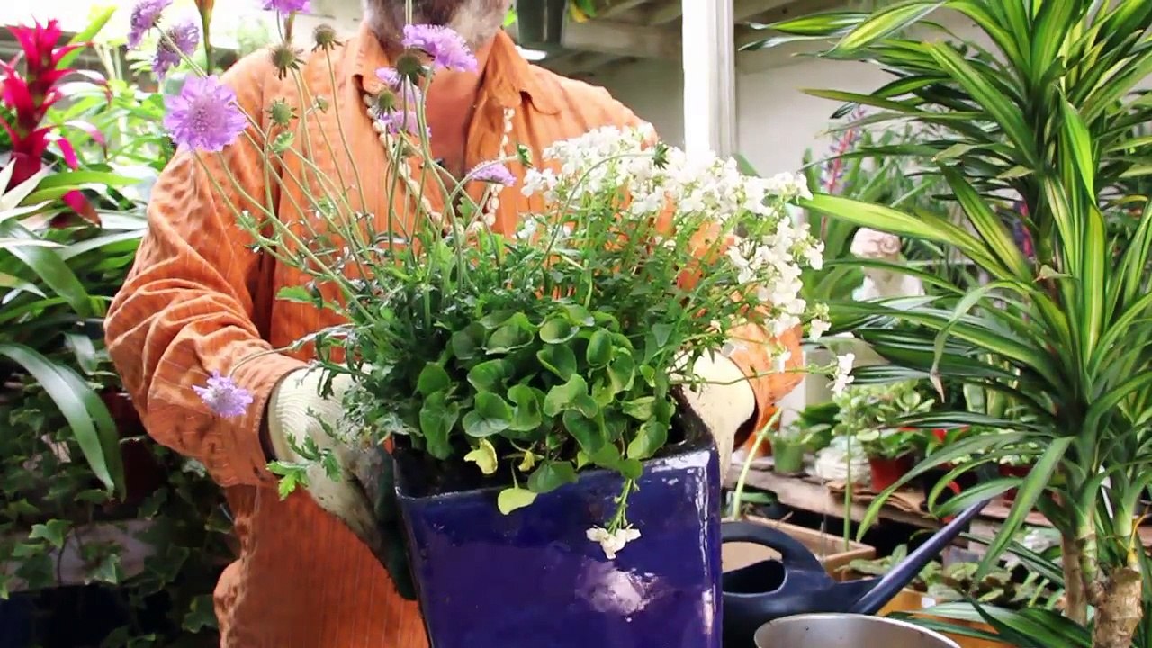 Gardening Help - How to Create a Potted Flower Garden for Hot Sun