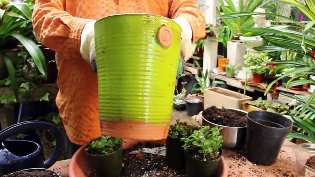 Gardening Help - How to Create a Potted Herb Garden for Shade