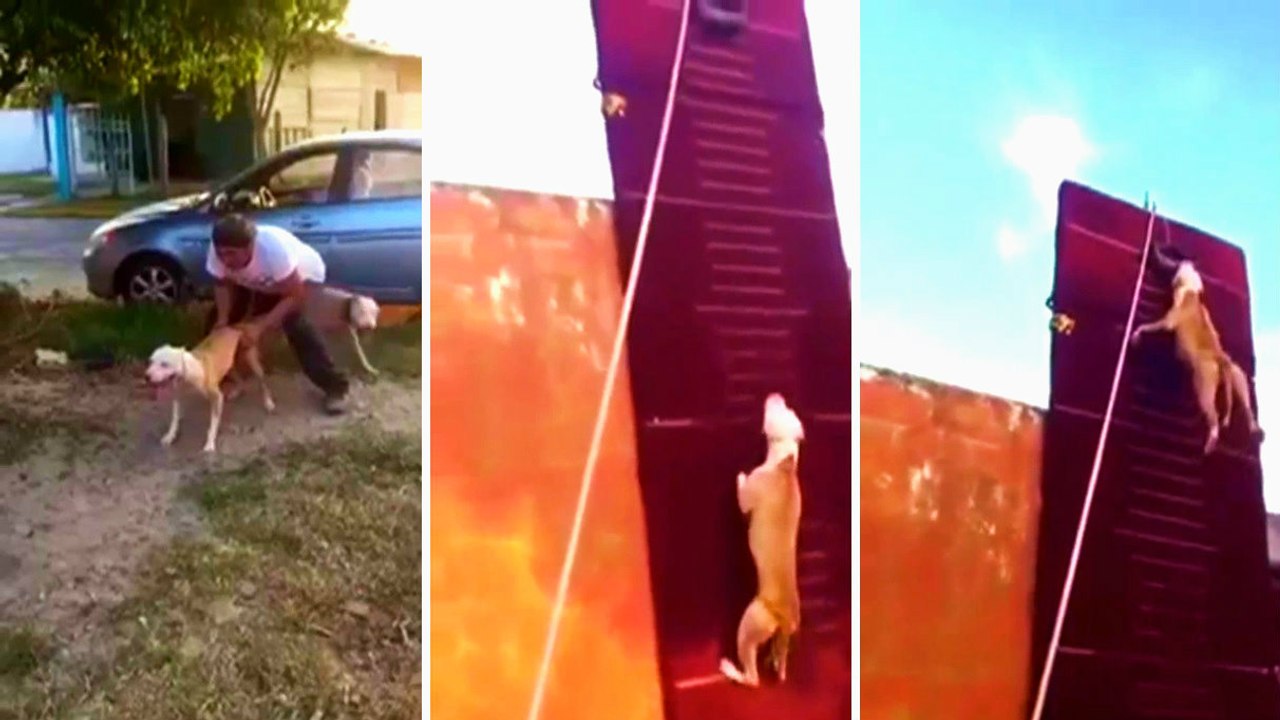 Pitbull Düz Duvara Tırmandı