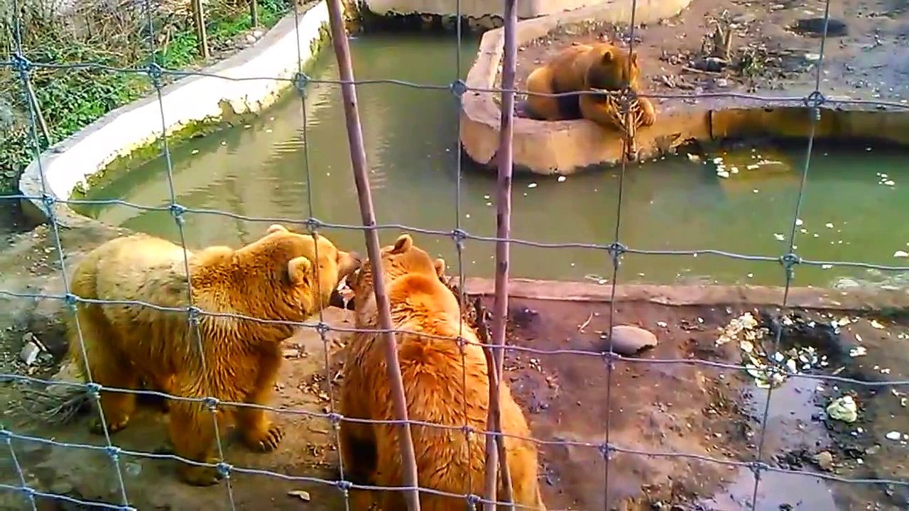 FUNNY BEARS AT TBILISI ZOO - СМЕШНЫЕ МЕДВЕДИ В ТБИЛИССКОМ ЗООПАРКЕ