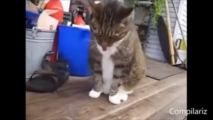 Dancing Cats Compilation