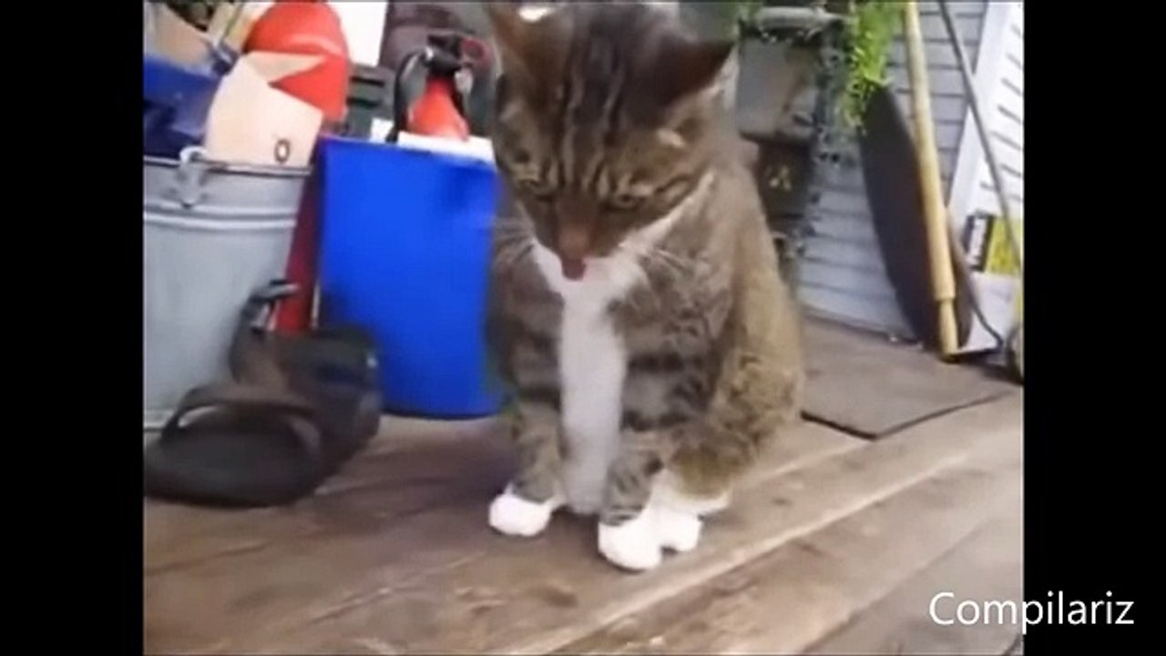 Dancing Cats Compilation
