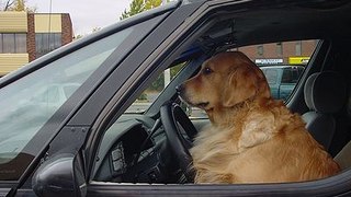 The World's First Driving Dog.- Amazing Dog Compilation 2016