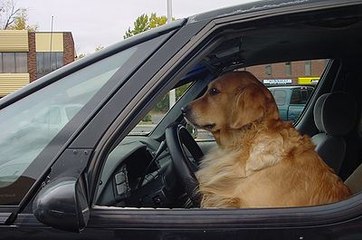 The World's First Driving Dog.- Amazing Dog Compilation 2016