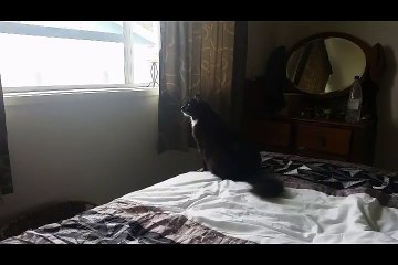 Un chat rate son saut et s'écrase contre le mur