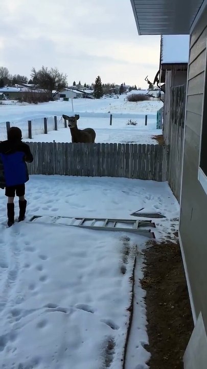 Quand des biches affamées s'incrustent dans le jardin