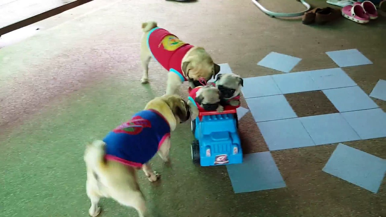 Famille de chiens Carlin adorable... Moment tendresse