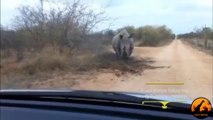 Rhino Charges and Attacks A Car - Latest Sightings
