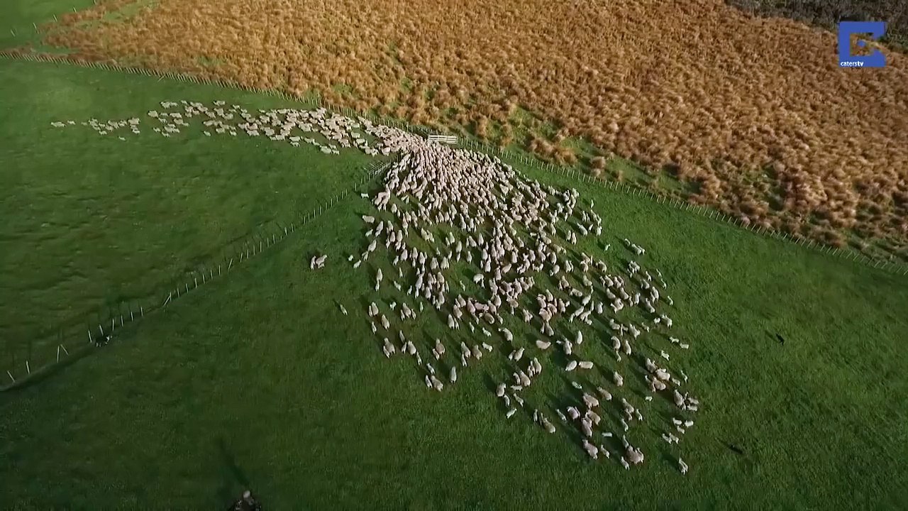 Giant Herd of Sheep moving in the Field is mesmerizing - Aerial Drone View