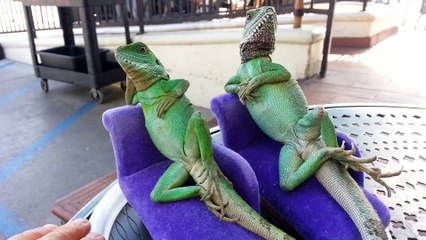 Lizards lying on the couch like humans are hilarious