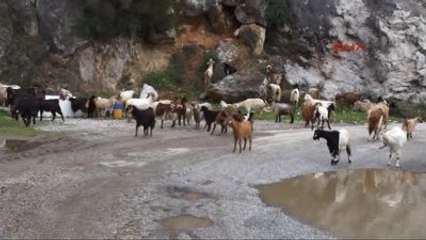 Marmaris - Çobansız Mahallede Yolda Kapılı Önlem