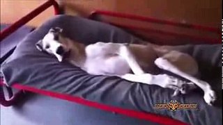 Best Of Funny Great Dane Compilation