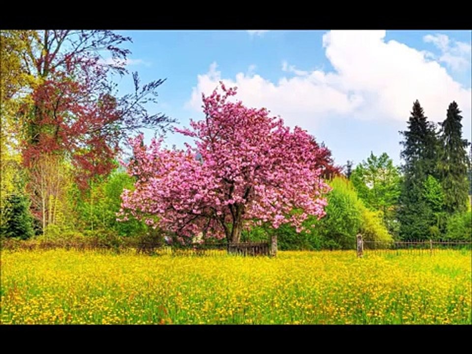 Vivaldi - Les Quatre Saisons - Meilleurs passages