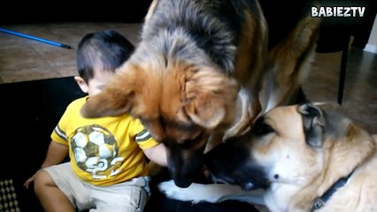 Big  Dogs Playing with Babies Compilation 2016 [NEW HD VIDEO]
