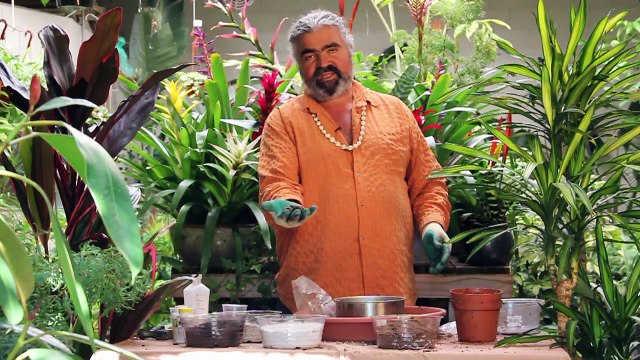 Gardening Help - How to Prepare Tropical Seeds for Germination