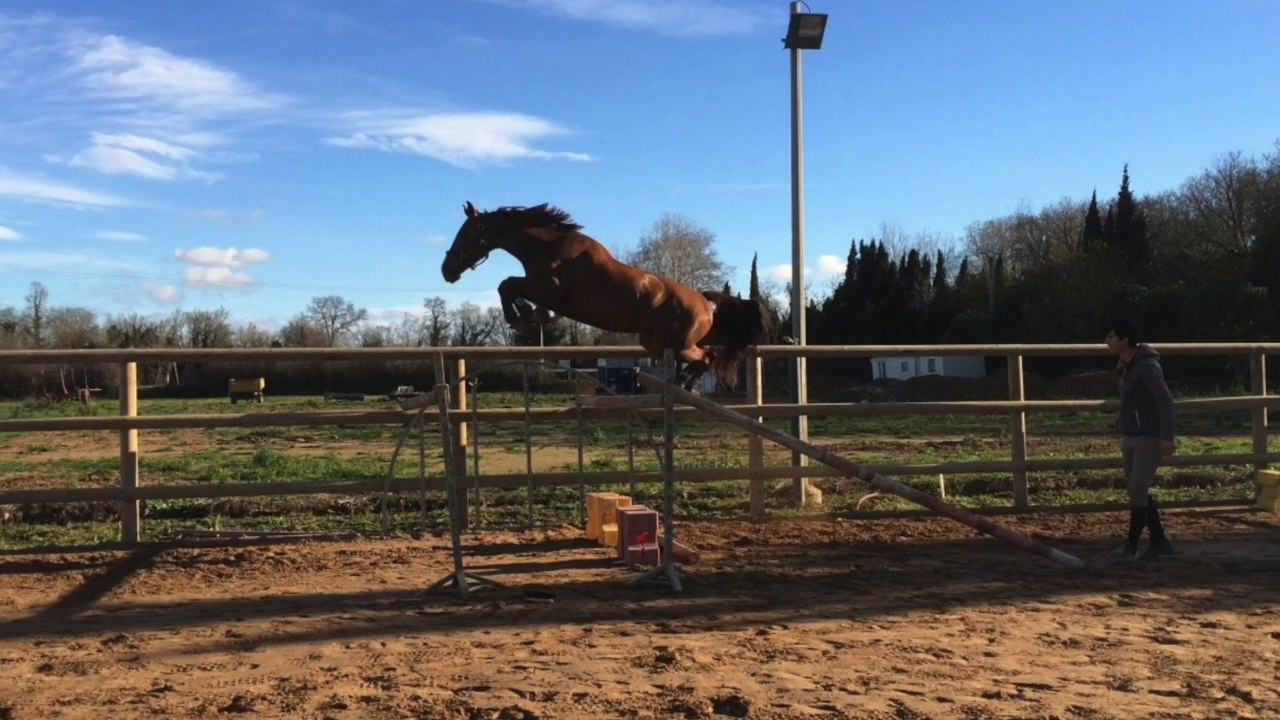 Hongre 5 ans Darco x Chacco blue x Grannus
