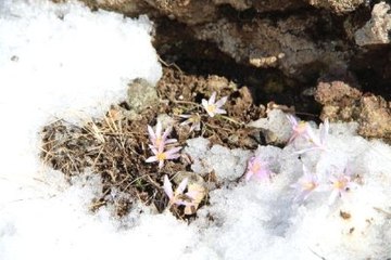 Oltu'da Kardelenler Açtı
