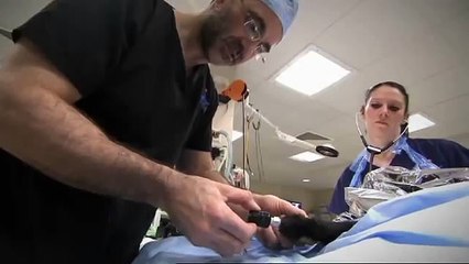 Sembra un normalissimo gatto invece dopo un brutto incidente si è ripreso grazie a delle protesi