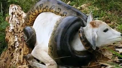 İnekleri Boğan Yılanı Yakaladılar Ve...