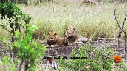 Male Lions Kill Buffalo Mother & Calf - Latest Wildlife Sightings