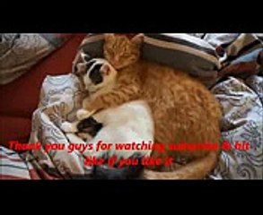 WOW Funny Cat & Human Fails! AMAZING