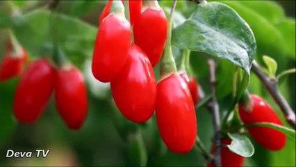 Goji Berry  Faydaları Nelerdir ?