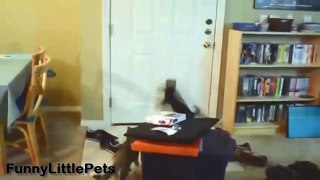 Funny Cats Fooled Very Funny Video