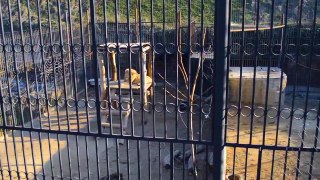 LION SIMBA AND TIGER IN TBILISI ZOO - ЛЕВ СИМБА И ТИГР В ТБИЛИССКОМ ЗООПАРКЕ