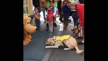 La réaction de ce chien face à Pluto, le chien de Mickey est géniale !