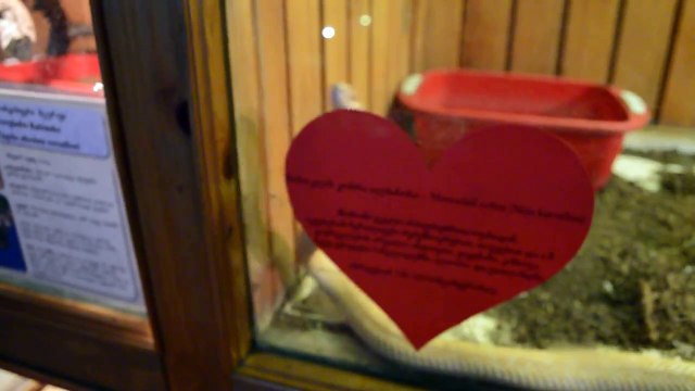 COBRA IN TBILISI ZOO - КОБРА В ТБИЛИССКОМ ЗООПАРКЕ