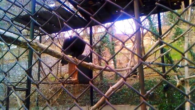 EAGLE IN TBILISI ZOO - ОРЁЛ В ТБИЛИССКОМ ЗООПАРКЕ - 2015