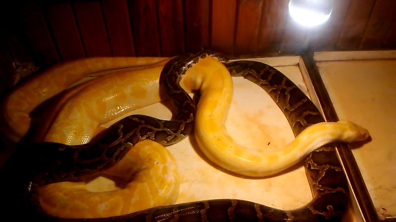 Lizard in Tbilisi zoo - Ящерица в Тбилисском Зоопарке