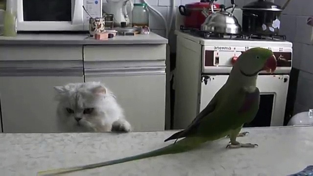 Попугай трясет хвостом перед котом!