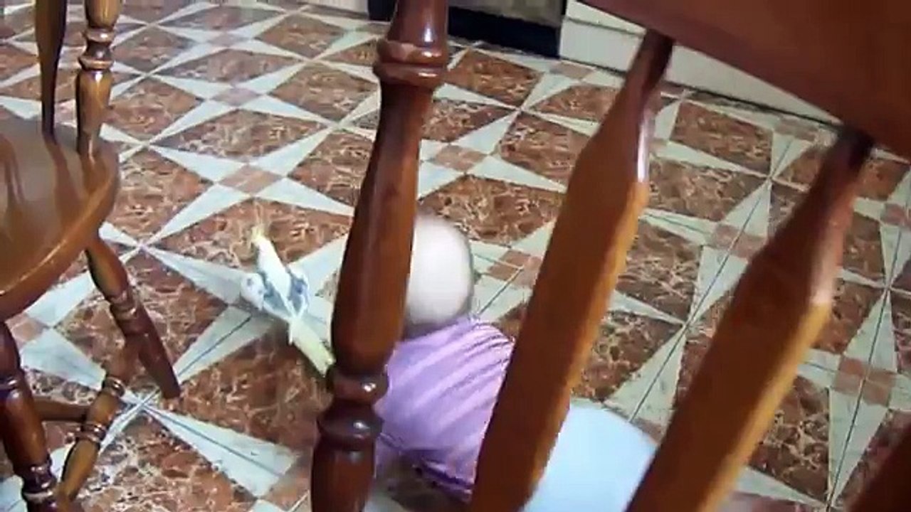 Попугай уходит от ребенка!