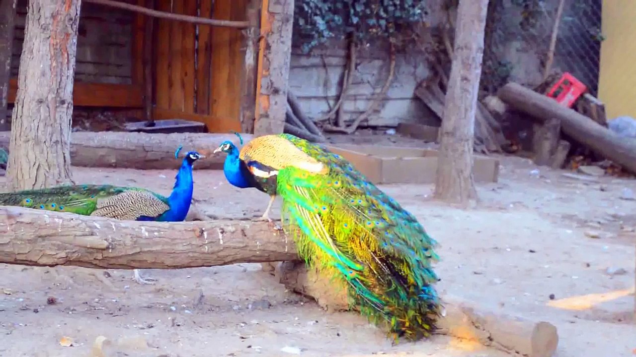 PEACOCK IN TBILISI ZOO - ПАВЛИН В ТБИЛИССКОМ ЗООПАРКЕ