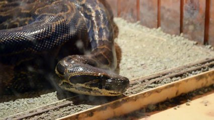 PYTHON IN TBILISI ZOO - ПИТОН В ТБИЛИССКОМ ЗООПАРКЕ