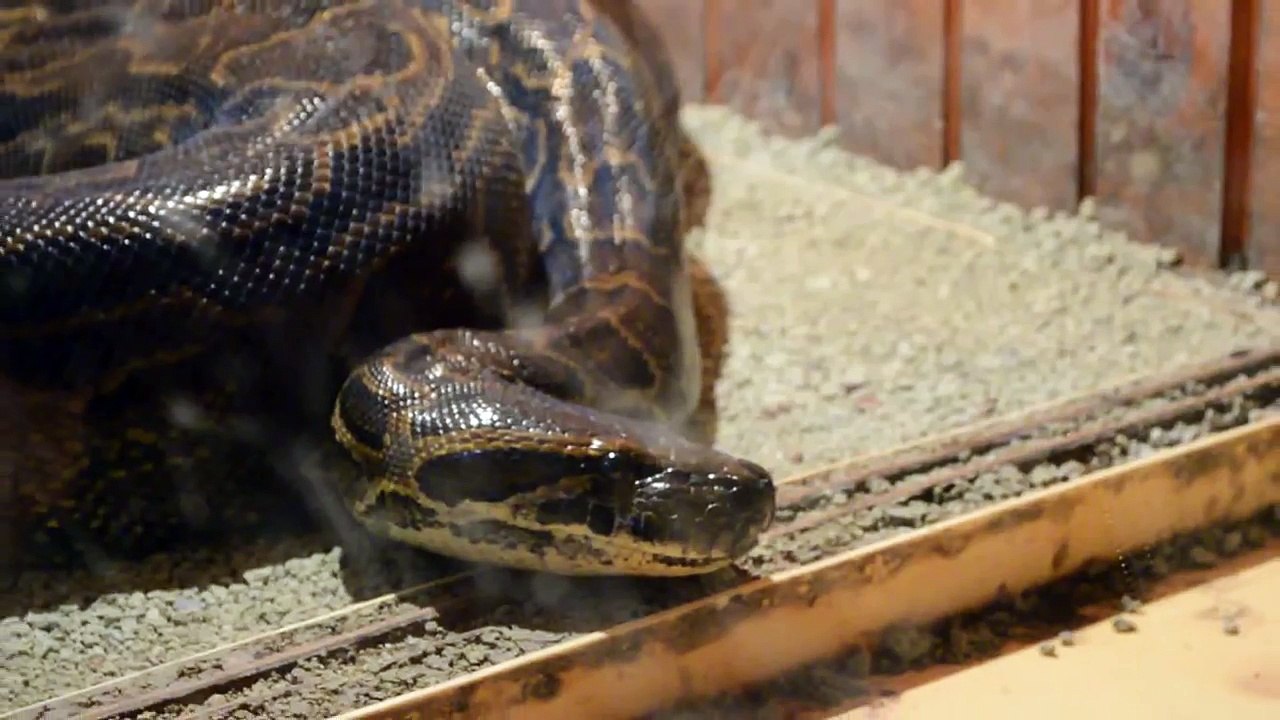 PYTHON IN TBILISI ZOO - ПИТОН В ТБИЛИССКОМ ЗООПАРКЕ