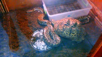 TBILISI ZOO - ТБИЛИСКИЙ ЗООПАРК - 2015